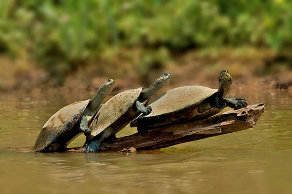 Yellow Spotted River Turtles