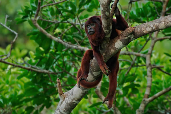 Red Howler Monkey