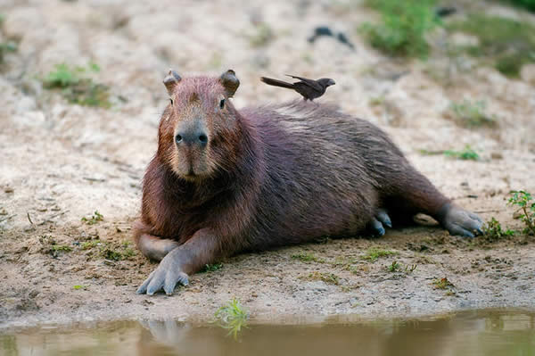 Capybara, Bolivia