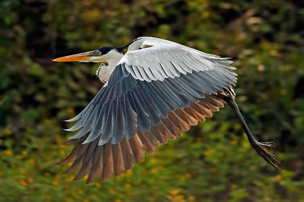 White-Necked Heron, Bolivia