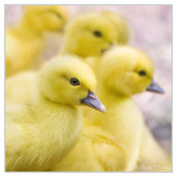 Ducklings