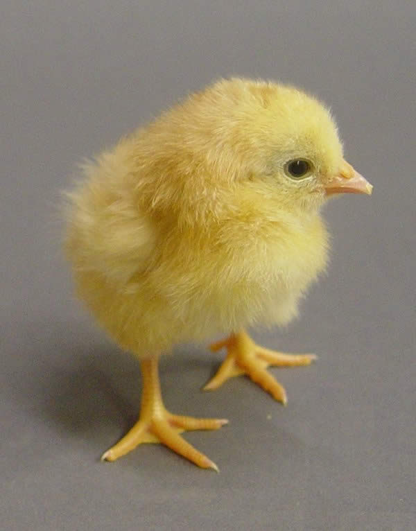 Chick