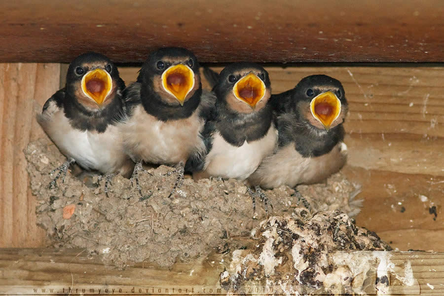 Swallows