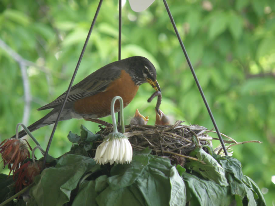 Robins