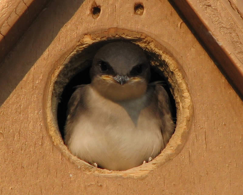 Baby Bird