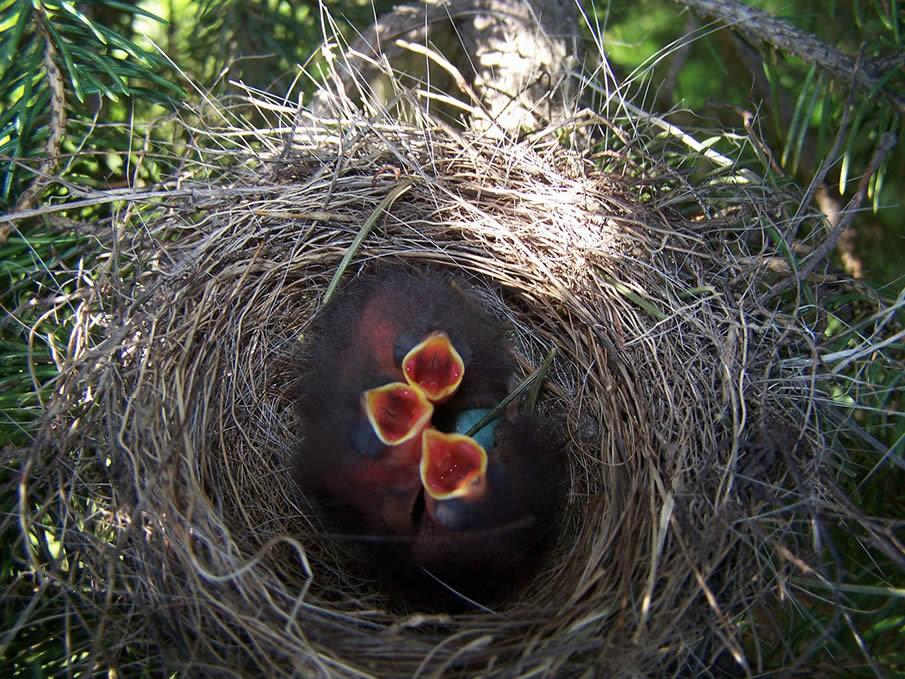 Chipping Sparrow Nestlings
