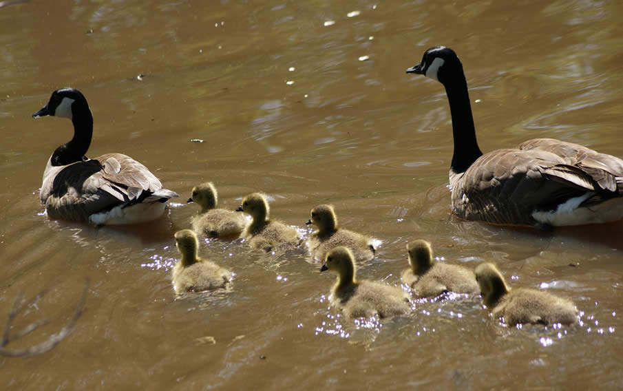 Canadian Geese