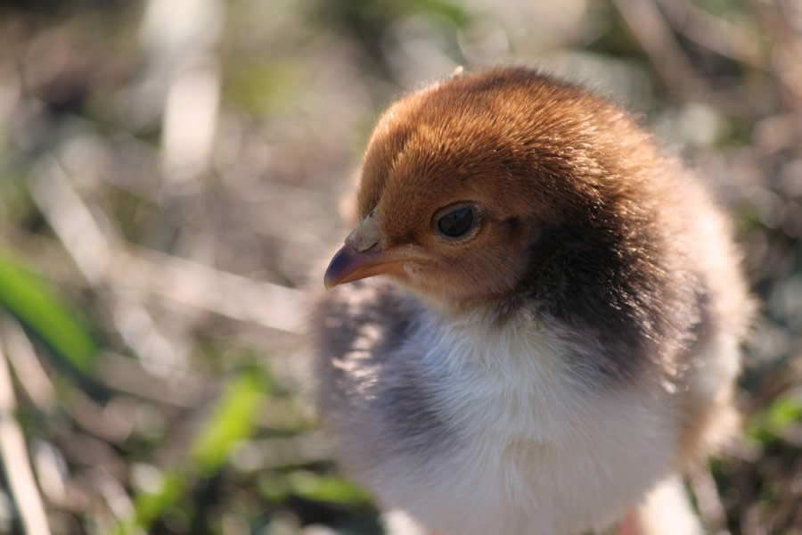 Chick