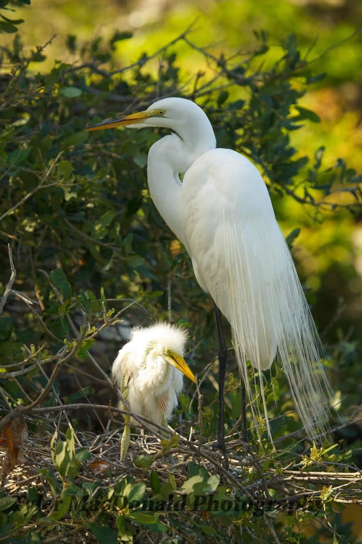 Egret