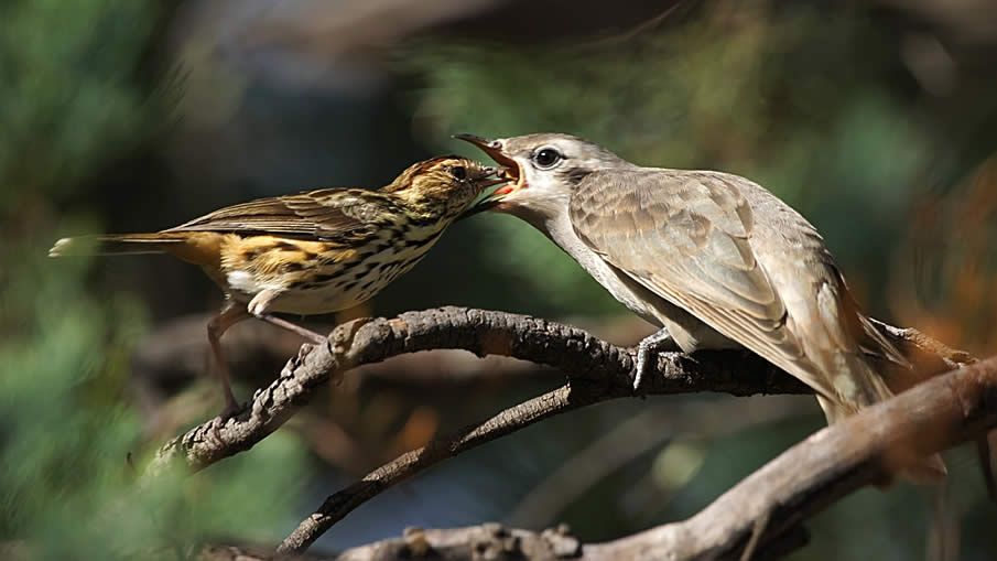 Feeding a Cuckoo