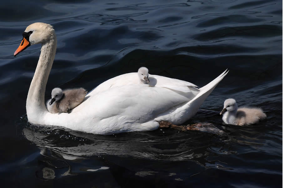 Swan with Cygnets