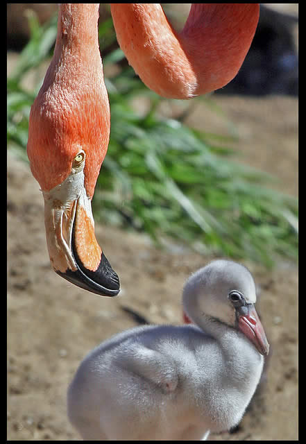 Flamingo