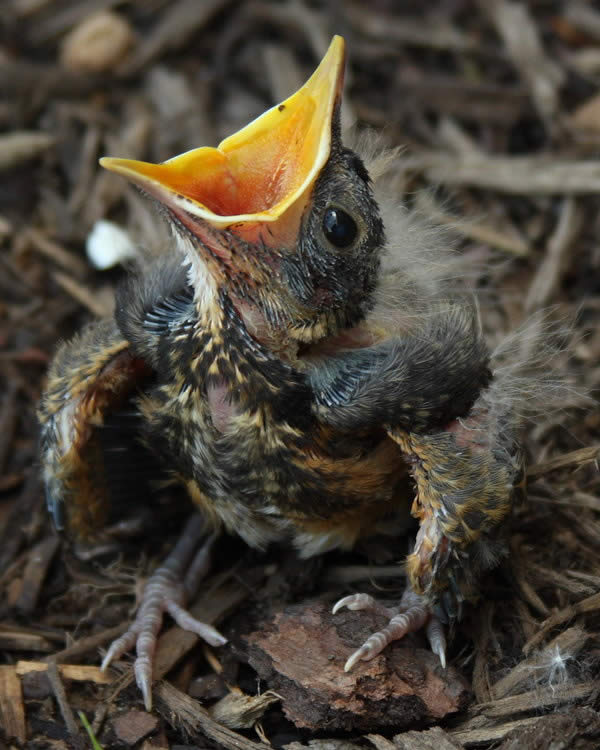 Baby Birdie