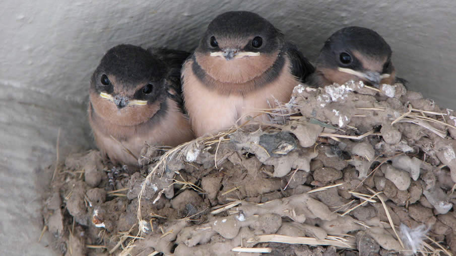 Swallows