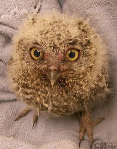 Western Screech Owl