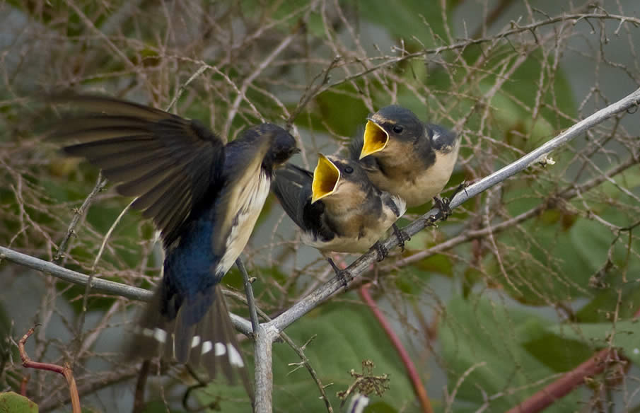 Barn Swallows