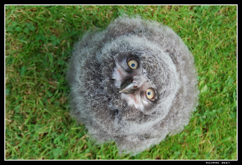 Snowy Owl