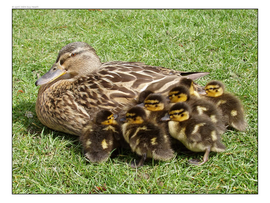 Ducklings