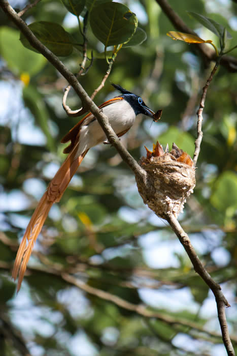 Paradise Fly Catcher