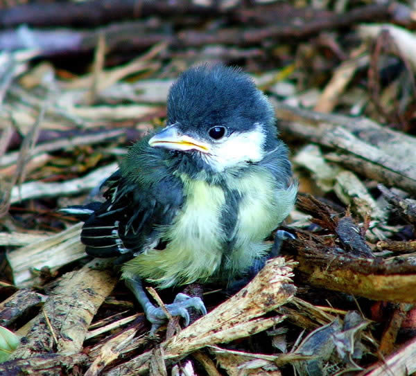 Blue Tit