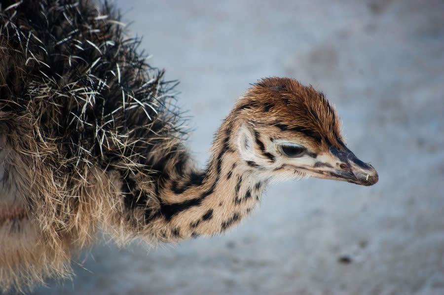 Ostrich