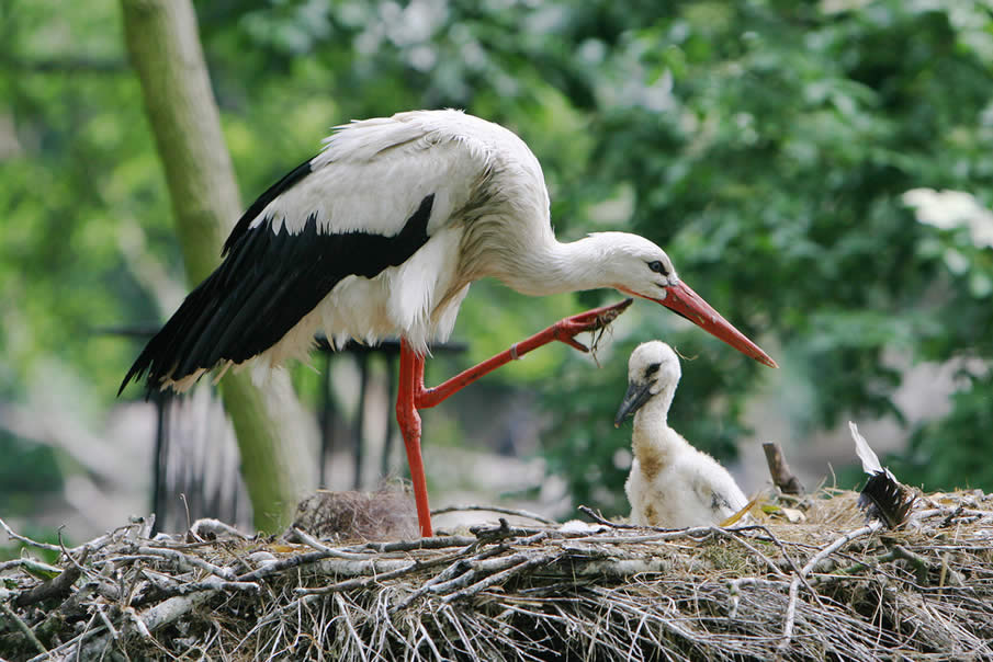 Stork