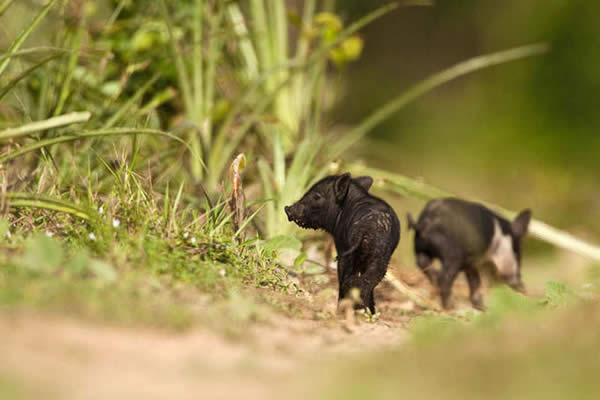 Brazilian Piglets