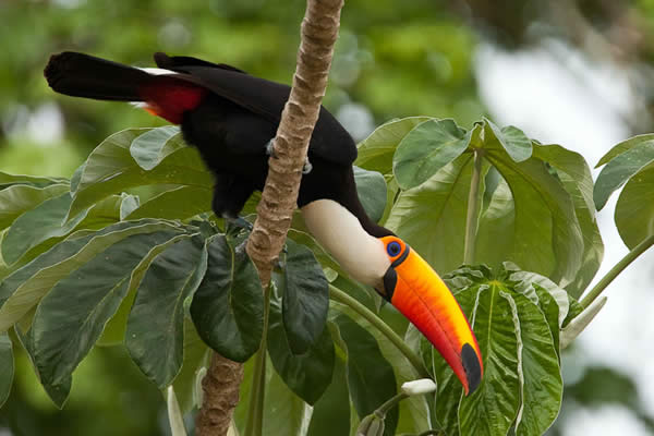 Brazilian Bird