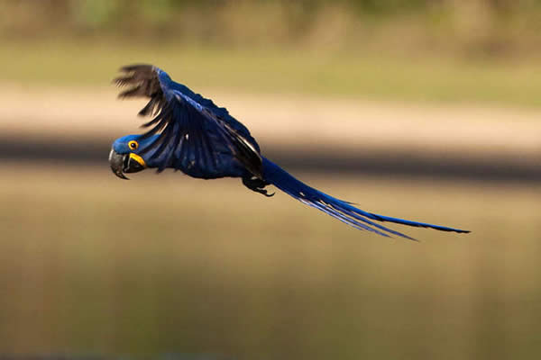 Brazilian Blue Parrot