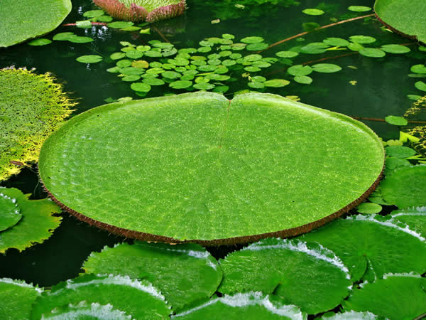 Victoria Regia or Victoria Amazonica