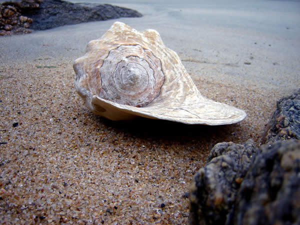 Sea Shell