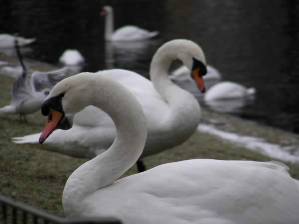 swans