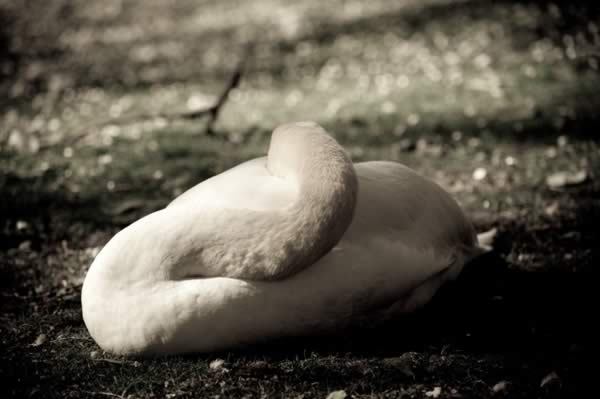 sleepy swan