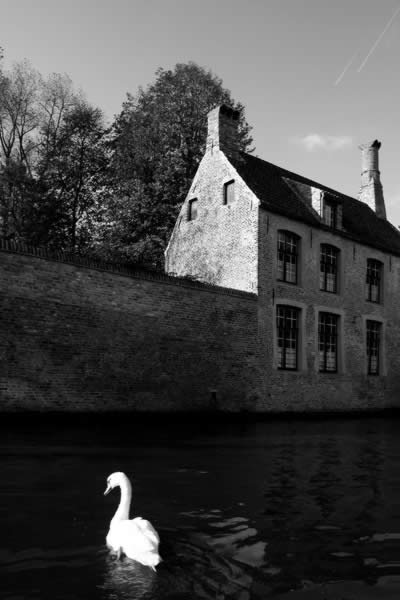 the swan