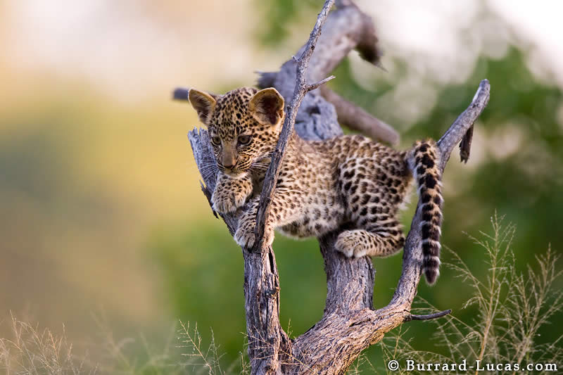 Leopard Cub