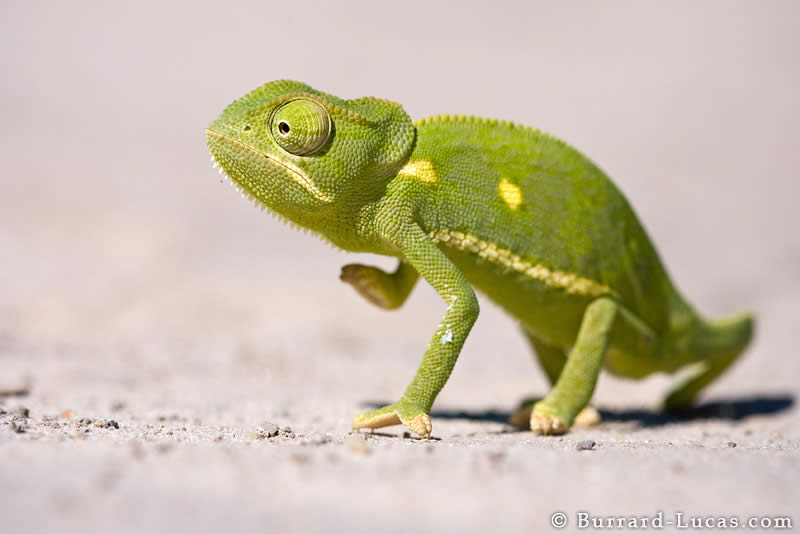 Flap-necked Chameleon