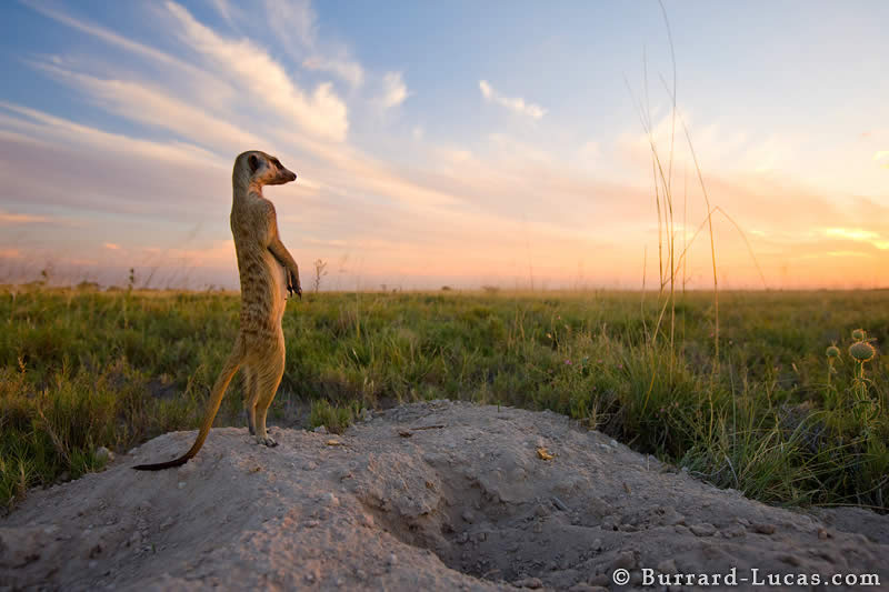 Kalahari Meerkat