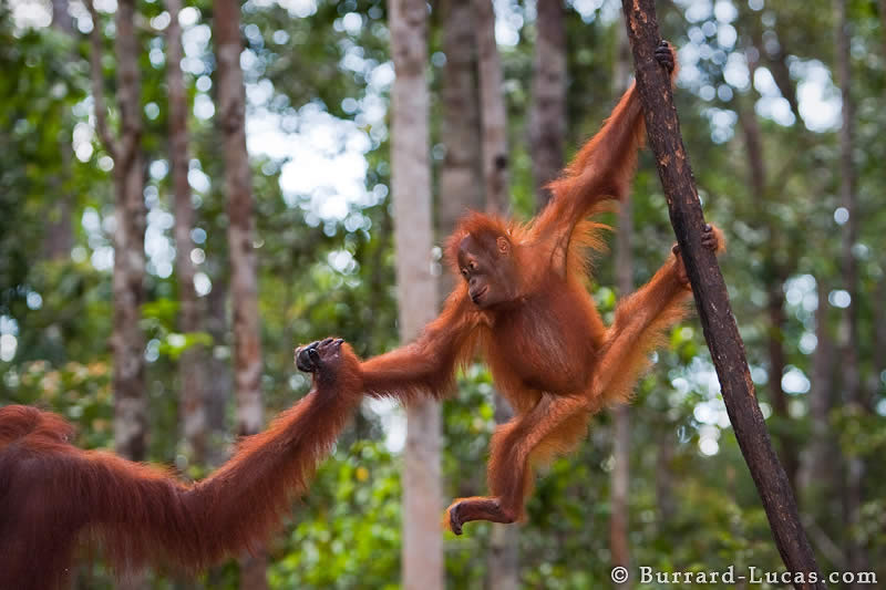 Baby Orangutan