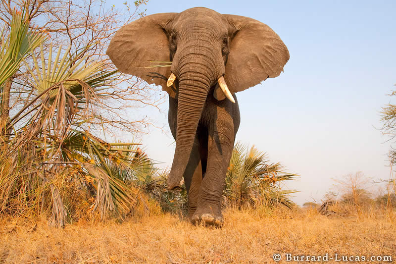 African Elephant