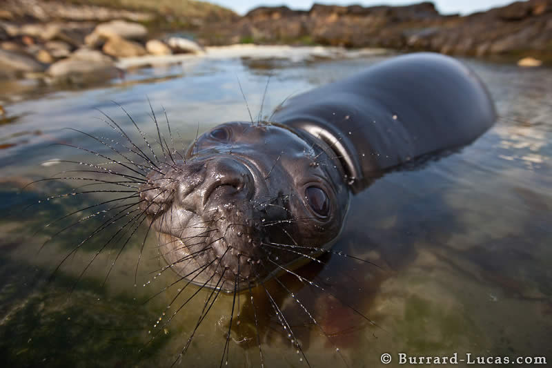 Playful Elephant Seal