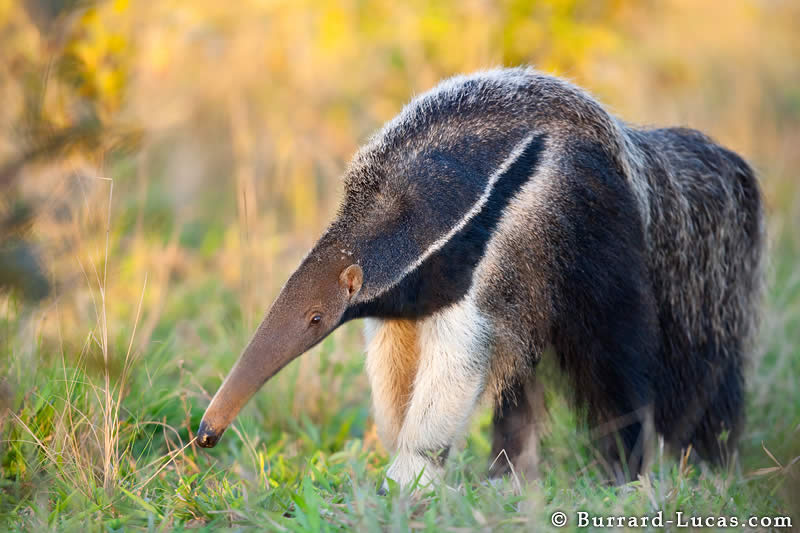 Giant Anteater