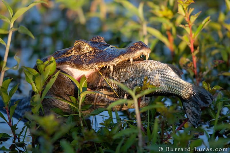 Caiman Eating a Fish