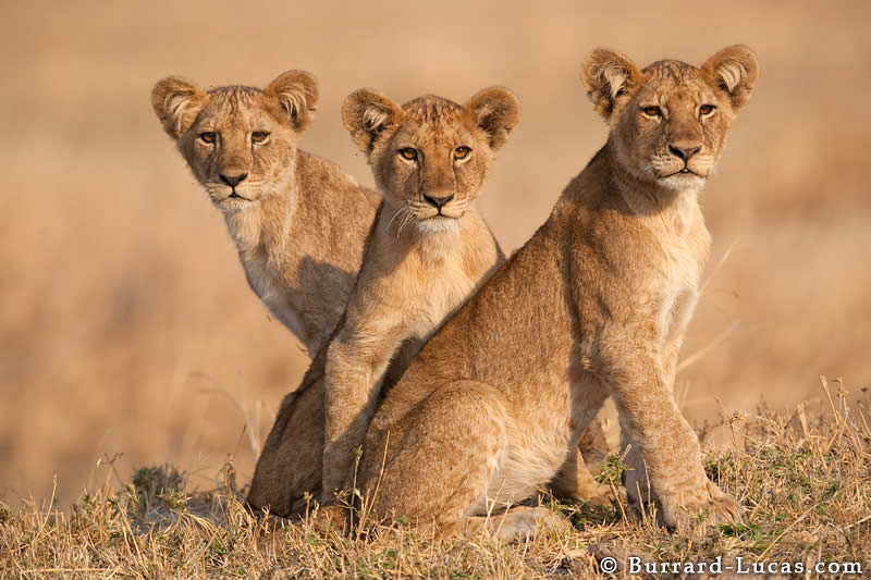 Three Lion Cubs