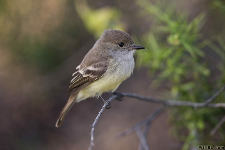 Galapagos Flycatcher