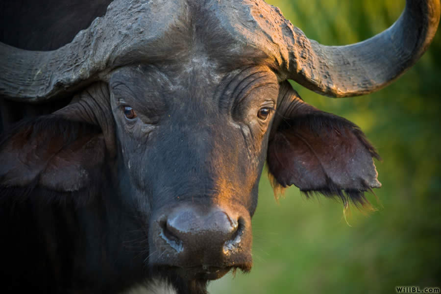 Cape Buffalo