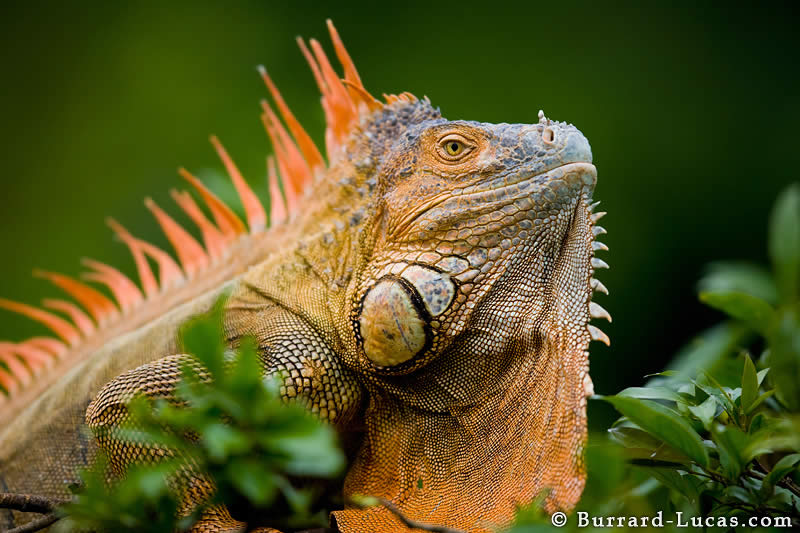 Green Iguana