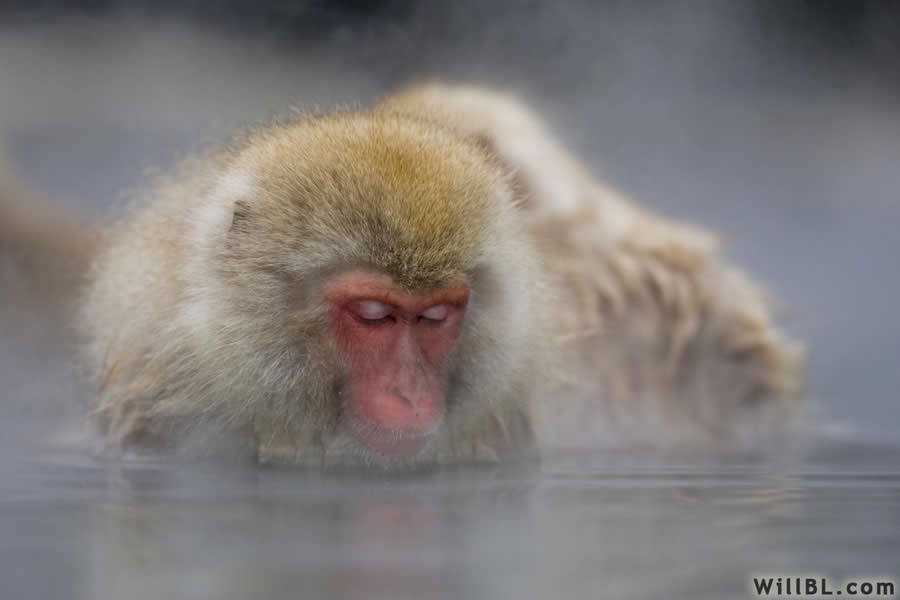 Snoozing Monkey