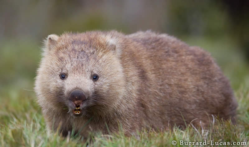 Wombat Mouth
