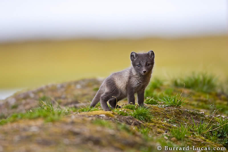 Arctic Fox Cub