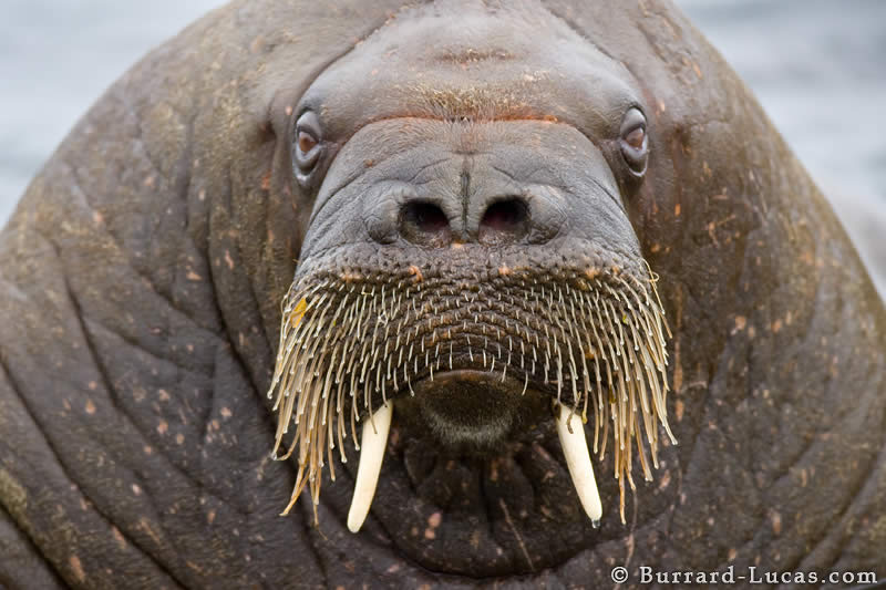 Walrus Face